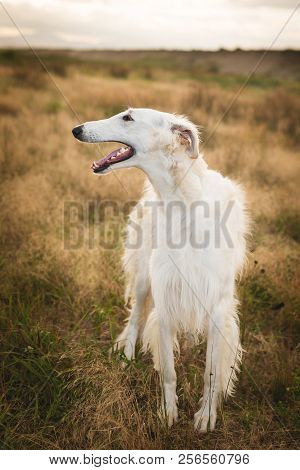 Portrait Of Adorable Russian Borzoi Dog Standing In The Field At Sunset. Profile Image Of Beautiful 
