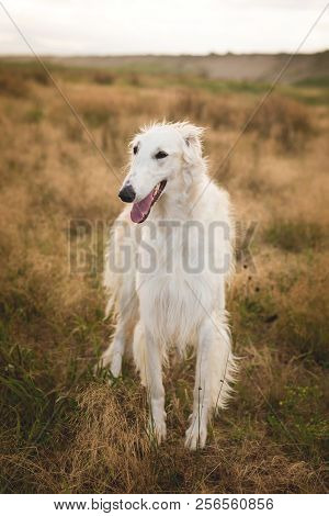 Portrait Of Happy Russian Borzoi Dog Standing In The Field At Sunset. Image Of Beautiful Dog Breed R