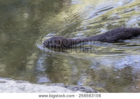 American Mink   (neovison Vison)  Lives In Forested Areas
 That Are Near Rivers, Streams, Lakes, Pon