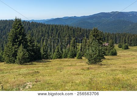 Amazing Summer Landscape Of Rhodope Mountains Near Snezhanka Peak And Ski Resort Pamporovo, Smolyan 