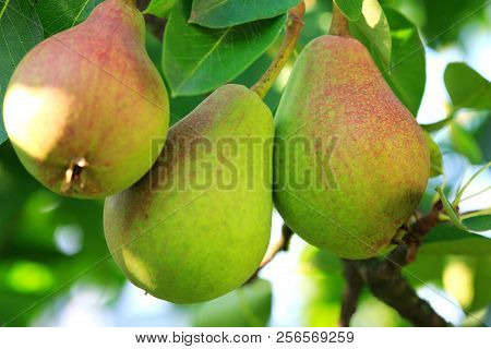 William Bon Chretian Pears Ripening On The Tree.