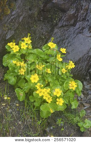 Yellow Flowers Of Ranunculus Laetus, Valley Of Flowers, Uttarakhand, India