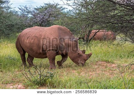 White Rhino, Waterberg Plateau National Park, Namibia