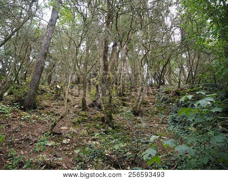 View On A Forest In The French Countryside Near The Village Of Aze, France