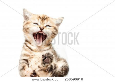 British Short Hair Kitten In Bowl.