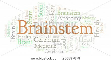 Brainstem Word Cloud. Wordcloud Made With Text Only.