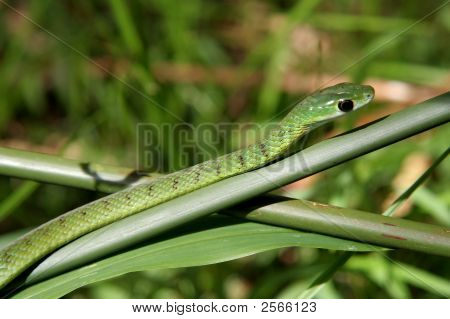Boomslang Schlange