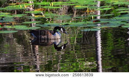 Arched Neck And Canadian Goose