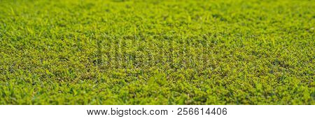 Perfect Lawn With Green Grass View From Above Banner, Long Format