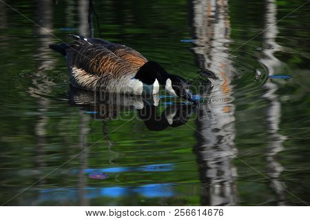 Close Up Of Canadian Goose Drinking On Lake