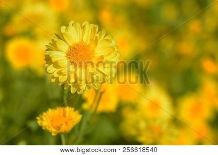 Chrysanthemum Indicum Linn Flowers. Or Chrysanthemum Morifolium Ramat Flowers In Plantation