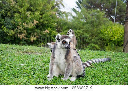 A Family Of Lemus, The Mother Teaches The Little Ones To Play