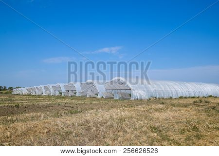 A Group Of Greenhouses For Growing Tomatoes And Cucumbers. Growing Tomatoes In The Greenhouse. Seedl