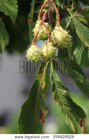 American Chestnut (castanea Dentate) Tree With Spiny Fruit Growing In An Urban Area In South Eastern