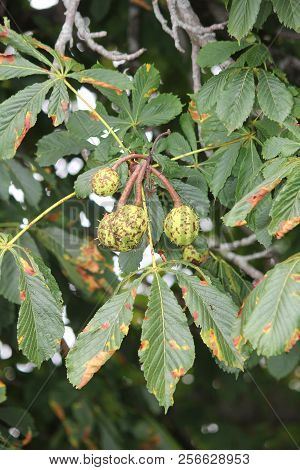 American Chestnut (castanea Dentate) Tree With Spiny Fruit Growing In An Urban Area In South Eastern
