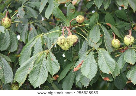 American Chestnut (castanea Dentate) Tree With Spiny Fruit Growing In An Urban Area In South Eastern
