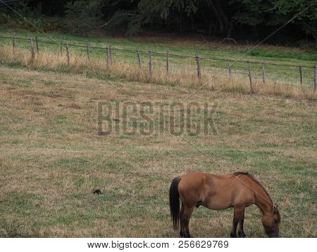 Photography That Is Showing A Horse In A Field