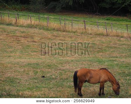 Photography That Is Showing A Horse In A Field
