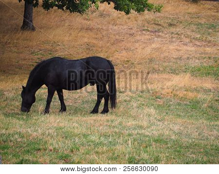 Photography That Is Showing A Horse In A Field
