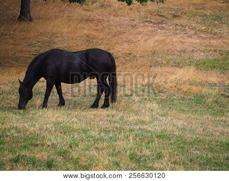 Photography That Is Showing A Horse In A Field
