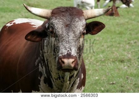 Nguni Bull