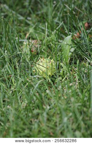 American Chestnut (castanea Dentate)  Spiny Fruit Fallen To The Ground At The End Of Summer.