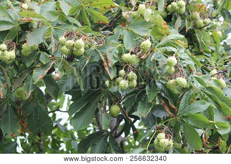 American Chestnut (castanea Dentate) Tree With Spiny Fruit Growing In An Urban Area In South Eastern