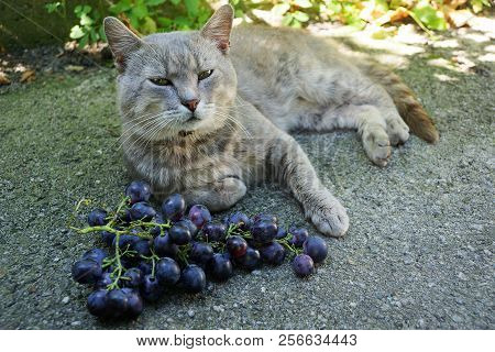 A Large Gray Cat Lays On The Asphalt Next To The Blue Berries Of Ripe Grapes