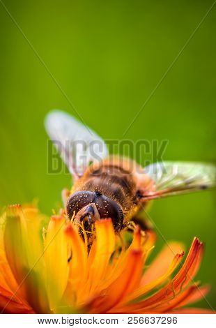 Bee collects nectar from flower crepis alpina