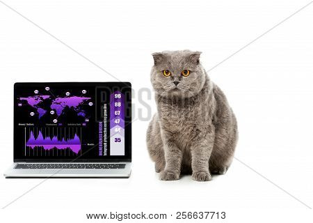 Adorable Grey British Shorthair Cat Near Laptop With Infrographic On Screen Isolated On White Backgr
