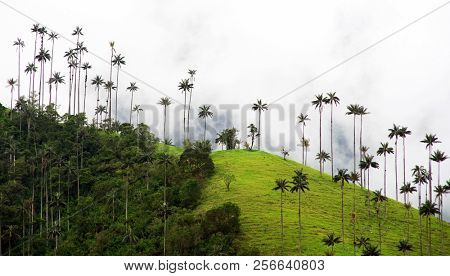 Cloudy landscape of Cocora valley, Salento, Colombia, South America