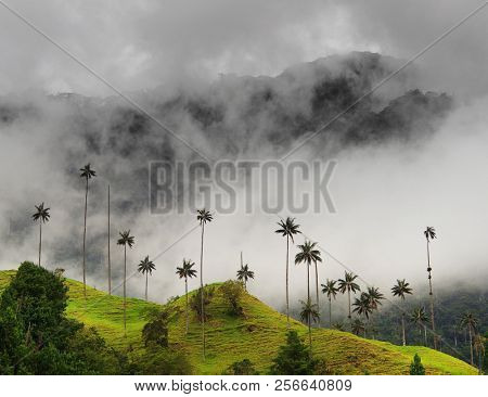 Cloudy landscape of Cocora valley, Salento, Colombia, South America
