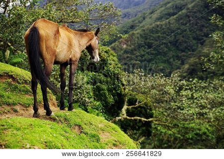 Horse in Cordiliera Central, Cocora Valley, Colombia, South America