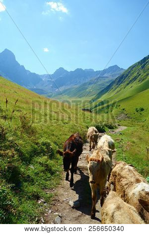 Grand Alpine Mountain Range With Wild Cows Crossing The Way On A Hiking Trail Leading From Juta To C