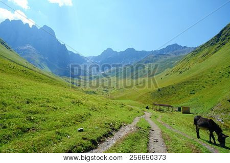Grand Alpine Mountain Range With Wild Donkey On A Hiking Trail Leading From Juta To Chaukhi Pass, Ca