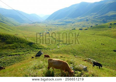 Views With Wild Cows From A Hiking Trail Starting In Abudelauri Lakes And Finishing In Juta In Cauca