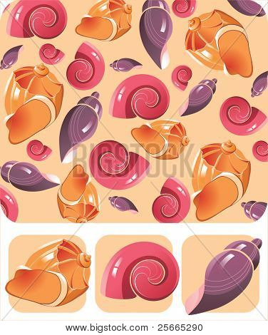 glossy seashells