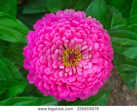 Colorful Beautiful Flowers Of Zinnia In The City Park.
