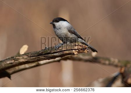 Willow Tit (poecile Montanus) Sits On A Branch, Clutching A Sunflower Seed Between The Legs, Pulling
