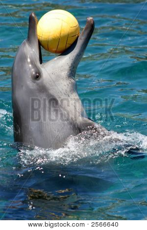 Delfino con palla