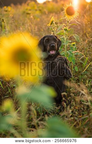 Black mutt dog posing in sunflower field during sunset.
