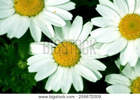 Daisy Camomile Flower. White Flowers. Daisy Flowers