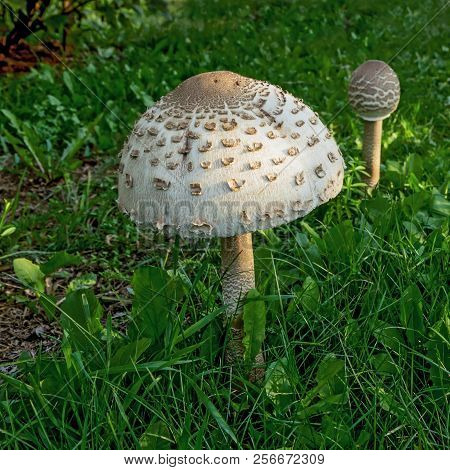 Pair Of Parasol Mushrooms  (macrolepiota Procera Or Lepiota Procera) On Grass