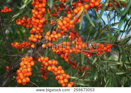 Ripe Bright Orange Berries Of Sea Buckthorn Hippophae