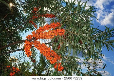 Ripe Bright Orange Berries Of Sea Buckthorn Hippophae