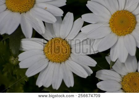 Daisy Camomile Flower. White Flowers. Daisy Flowers