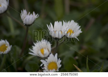 Daisy Camomile Flower. White Flowers. Daisy Flowers