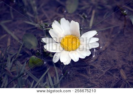 Daisy Camomile Flower. White Flowers. Daisy Flowers