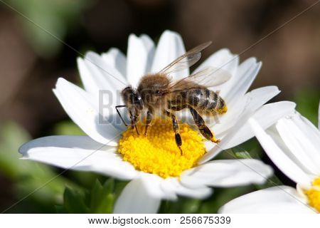 Daisy Camomile Flower. White Flowers. Daisy Flowers