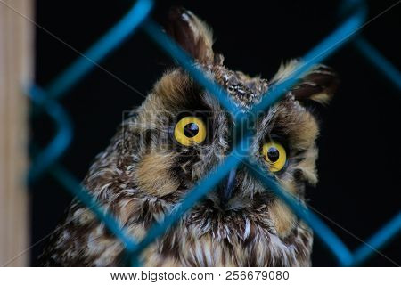 Long-eared Owl, Asio Otus, Wildlife Bird. Bird Is Behind A Chain Link Fence, Concept Of Animals In C